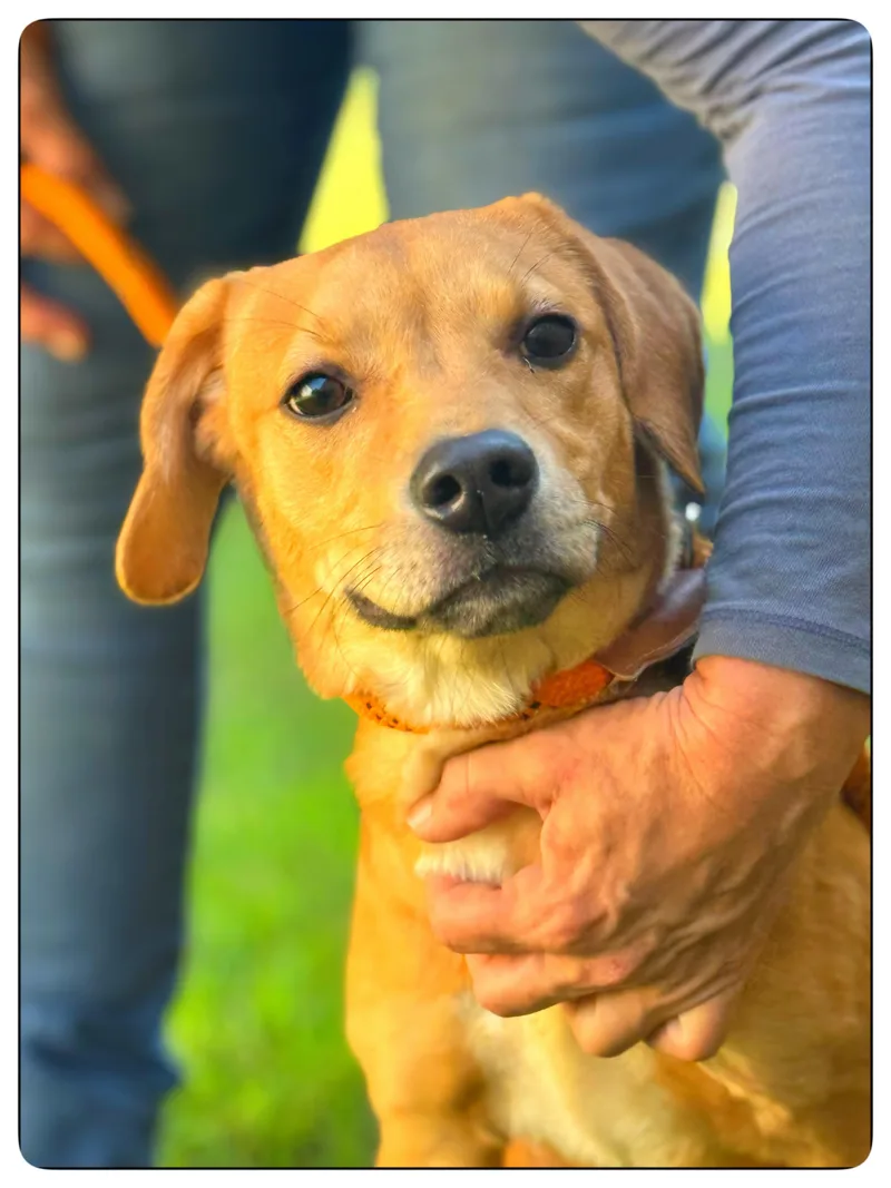 A young medium-sized female Labrador Retriever dog named Sriracha for adoption in Meherrin, VA
