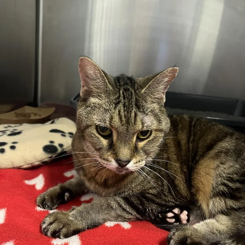A senior medium-sized female Brown / Chocolate Domestic Short Hair cat named Baby Girl for adoption in Hinsdale, IL