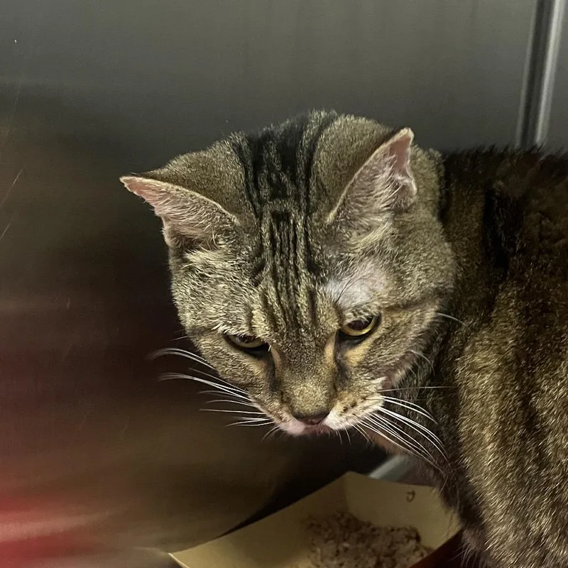 Baby Girl thumbnail 2