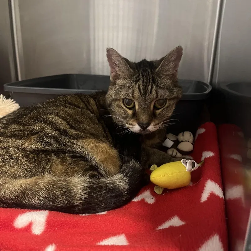 Baby Girl thumbnail 3