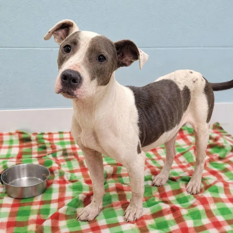An adult medium-sized female White / Cream Mixed Breed dog named Chica for adoption in Orangeburg, SC