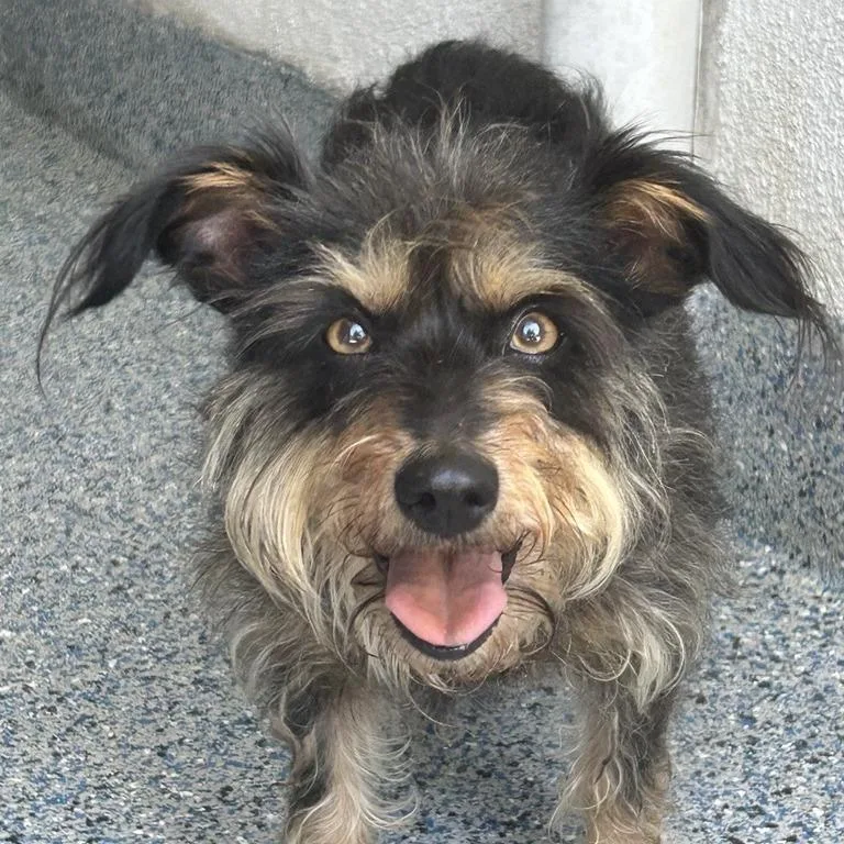 An adult small-sized female Black Terrier dog named Eloise for adoption in Hawthorne, CA