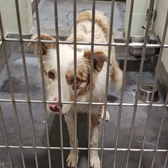 A young large-sized male White / Cream Australian Shepherd dog named IEPAStray for adoption in Upland, CA