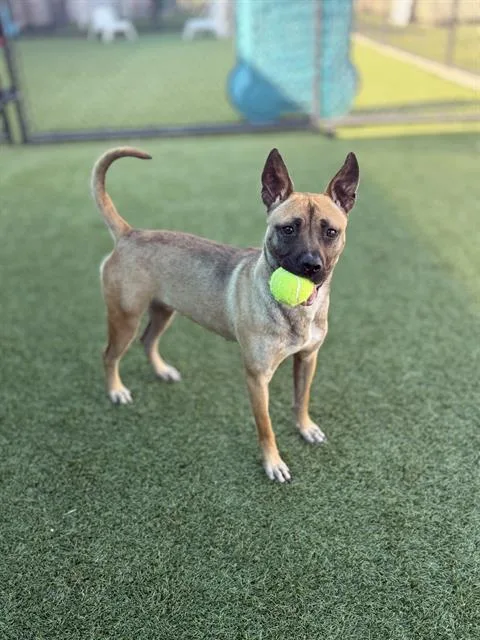 A young medium-sized female Mixed Breed dog named Cherry for adoption in Dallas, TX
