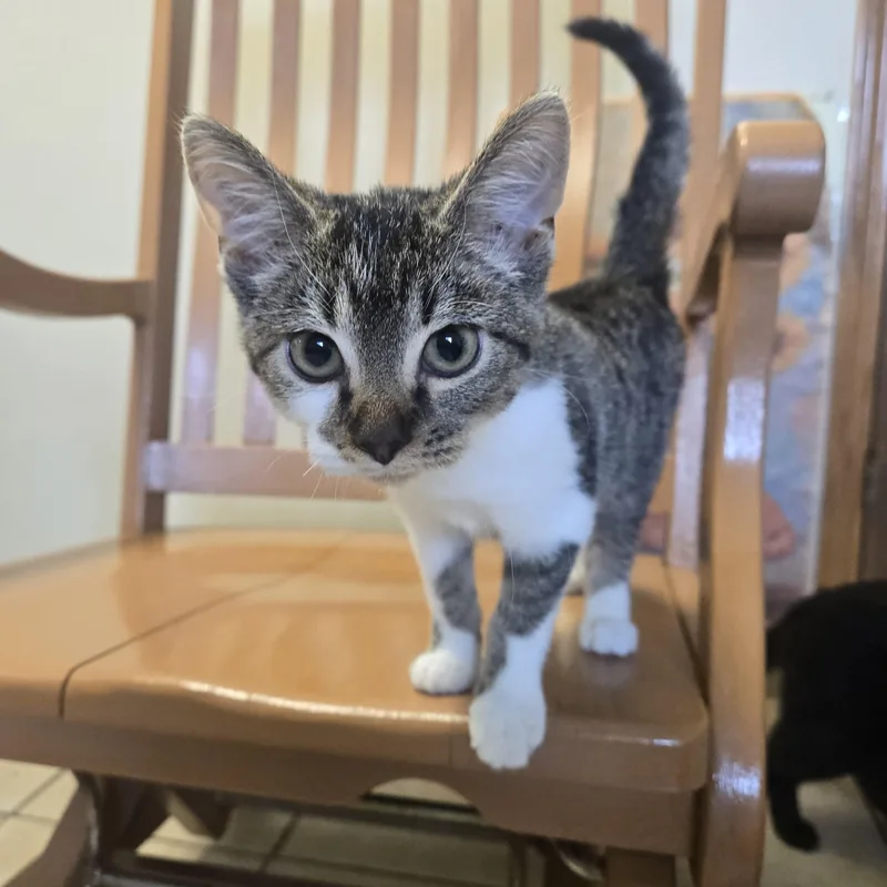 A baby medium-sized female White Domestic Short Hair cat named Maren for adoption in West Branch, MI