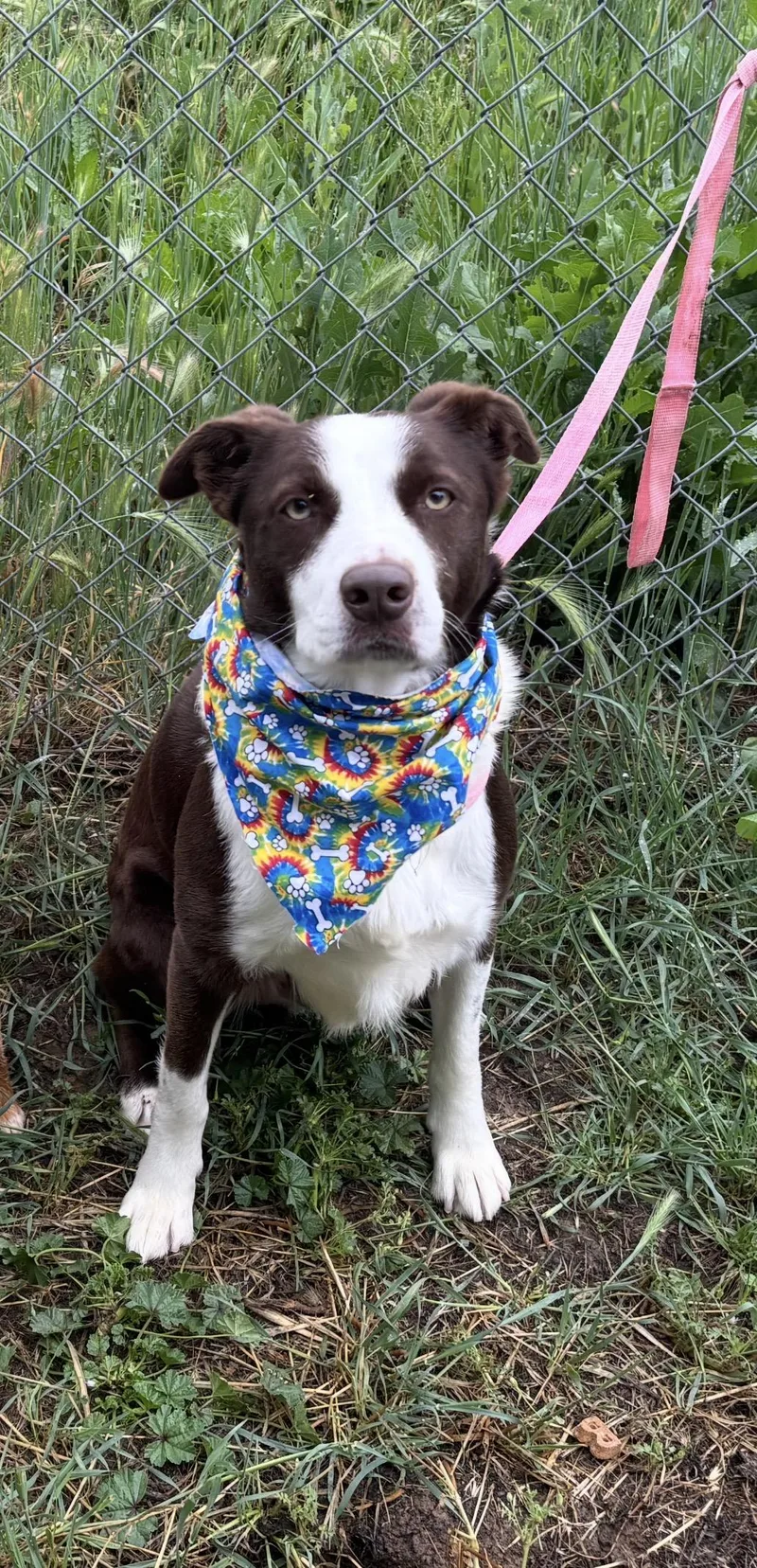An adult medium-sized male Black Border Collie dog named Comfort for adoption in Woodland, CA