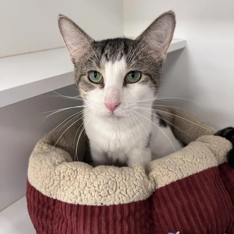An adult small-sized male White Domestic Short Hair cat named Scamper for adoption in Arlington Heights, IL