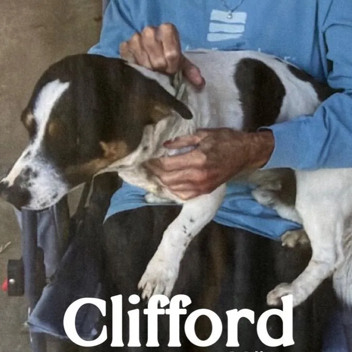 Clifford thumbnail 2