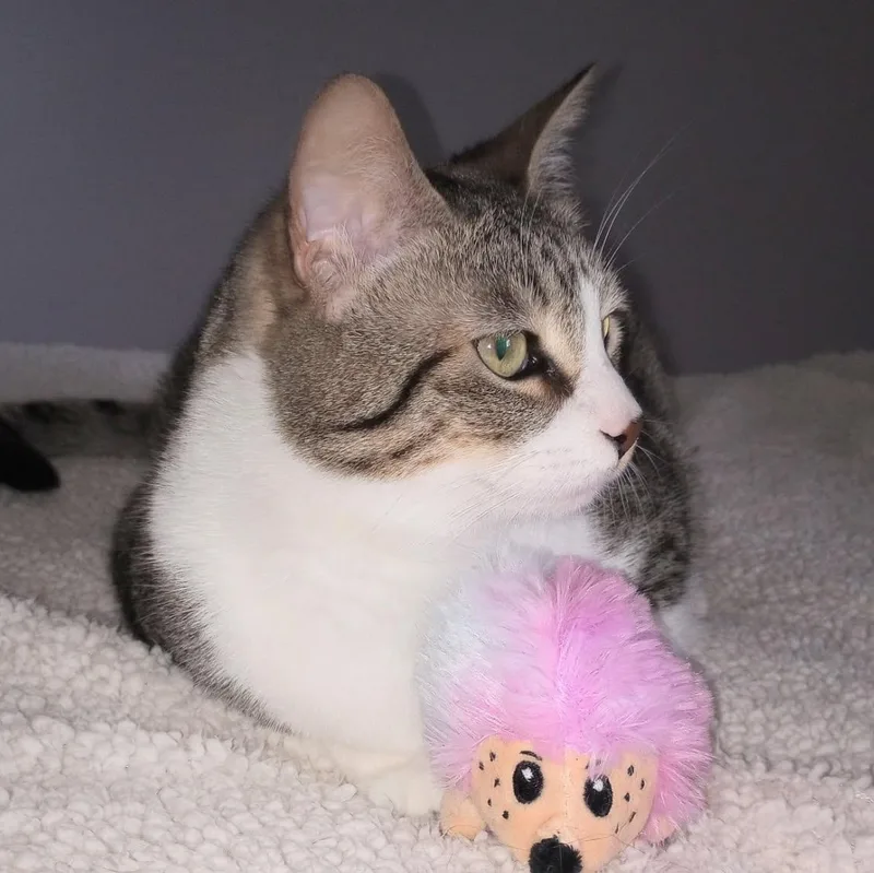Cookie Courtesy Listed thumbnail 2