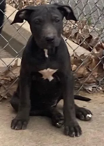 A baby medium-sized male Mixed Breed dog named Cam for adoption in Little Rock, AR