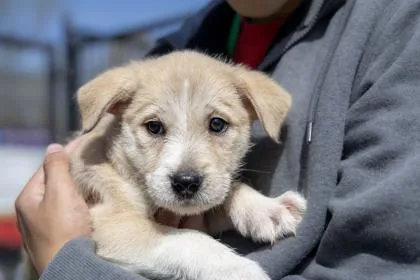 A baby small-sized female Mixed Breed dog named Beetle for adoption in West Chester, PA