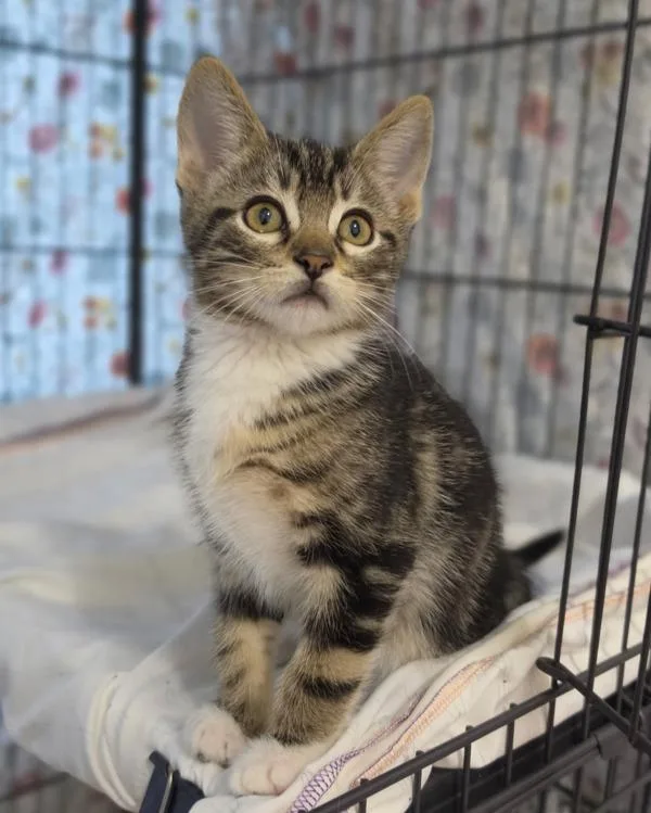 A baby small-sized male Domestic Short Hair cat named Raj for adoption in Novato, CA