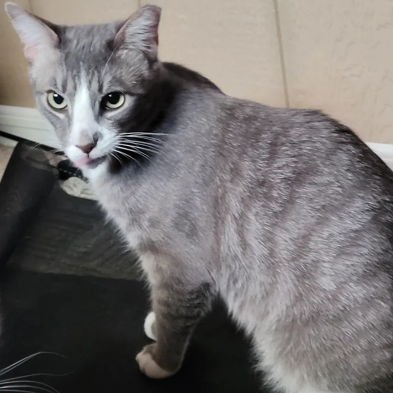 A young medium-sized male Gray & White Domestic Short Hair cat named Sunny for adoption in San Jose, CA