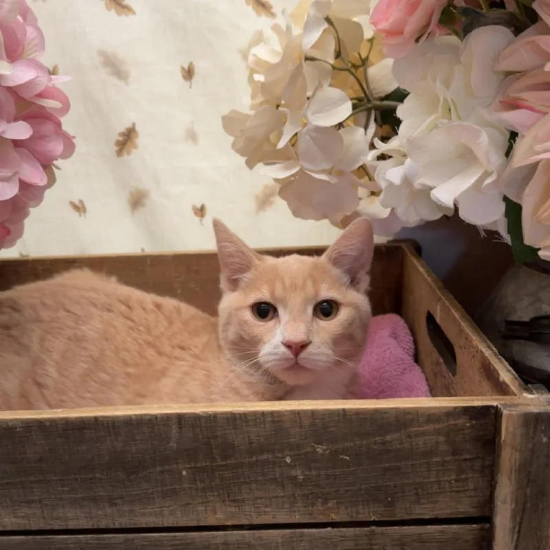 A young medium-sized male Orange / Red American Shorthair cat named Wobble for adoption in Newberg, OR