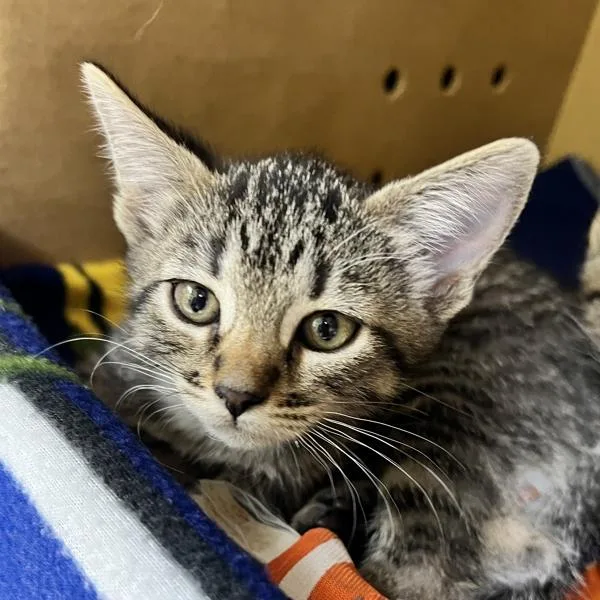 A baby small-sized female Domestic Short Hair cat named LaaLaa for adoption in Sioux City, IA