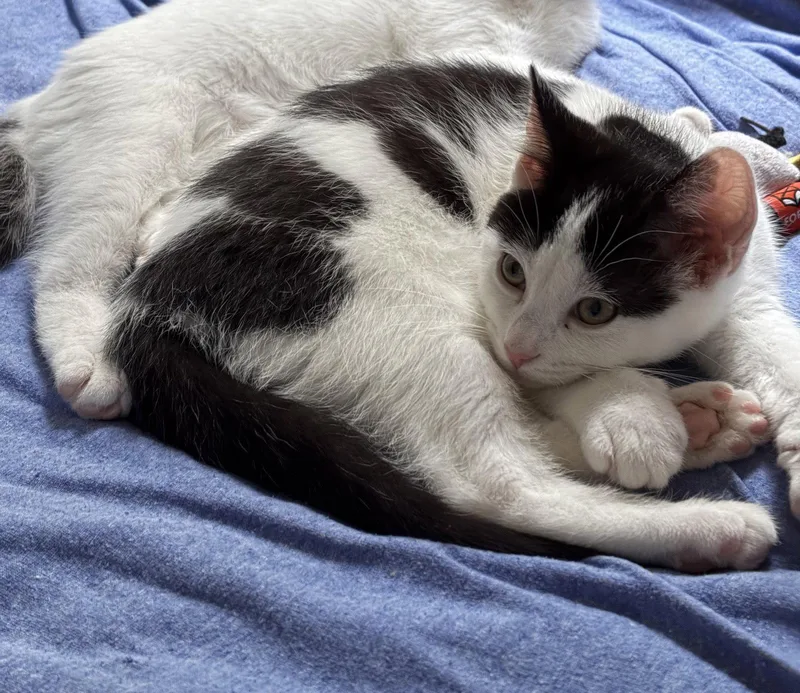 A baby medium-sized female Black & White / Tuxedo Domestic Short Hair cat named Victoria for adoption in Dublin, OH