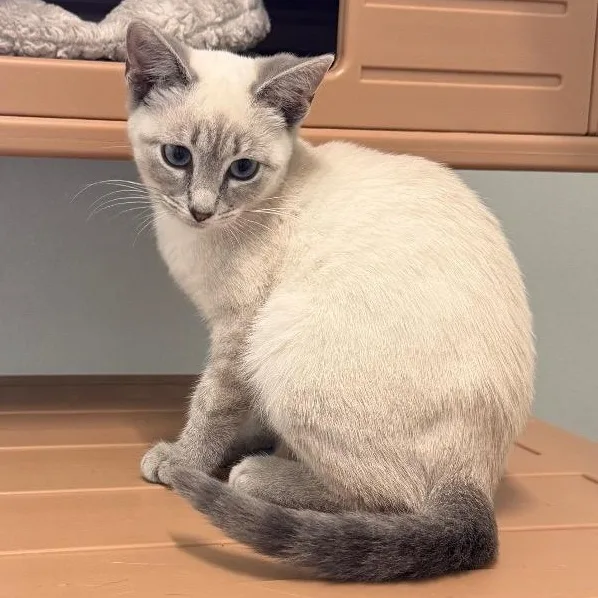 A baby medium-sized female Blue Point Domestic Short Hair cat named Circe for adoption in Waynesville, NC