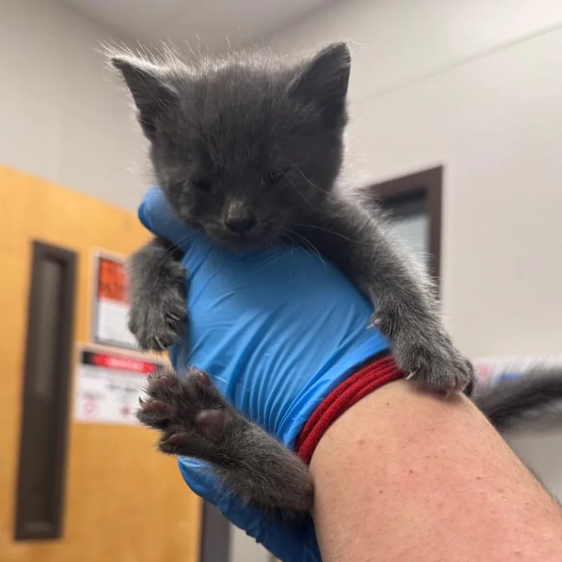 A baby small-sized female Gray / Blue / Silver Domestic Short Hair cat named Grandie for adoption in Columbiana, AL
