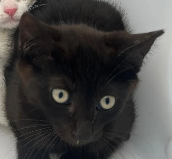 A baby small-sized male Domestic Short Hair cat named Meatball for adoption in Staten Island, NY