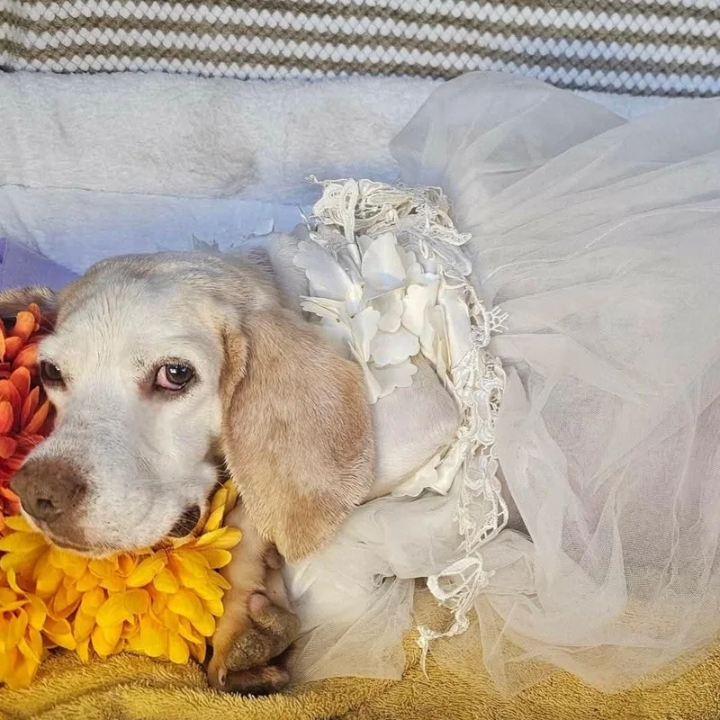 An adult medium-sized female White / Cream Beagle dog named Sugar for adoption in Athens, AL