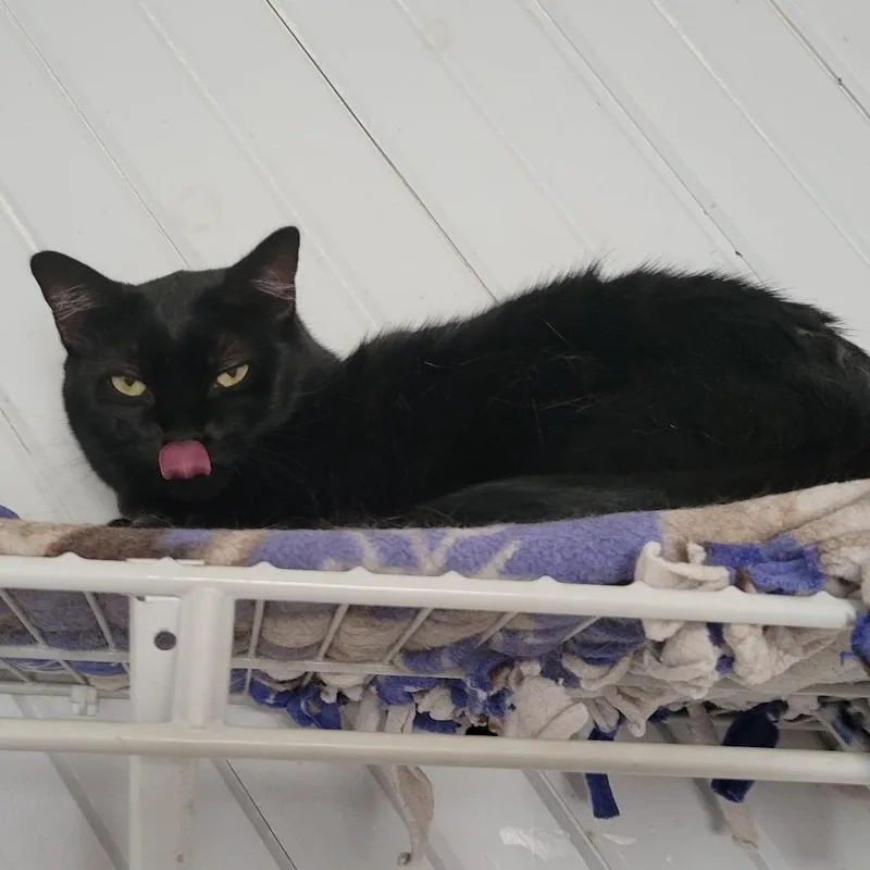An adult small-sized female Domestic Short Hair cat named Dannah for adoption in Portage, MI
