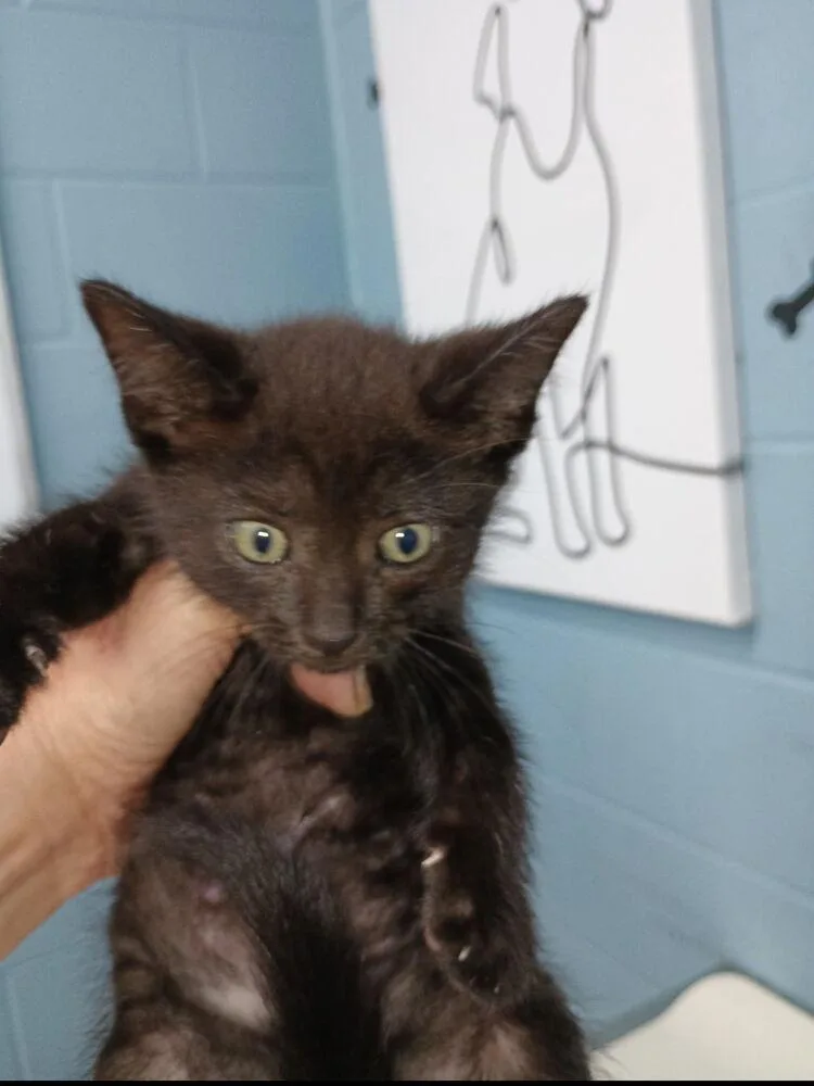 A baby small-sized male Black Domestic Short Hair cat named Thomas for adoption in Evansville, IN
