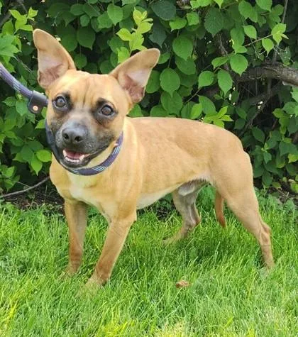 A young small-sized male Golden Chihuahua dog named Diablo for adoption in Butte, MT