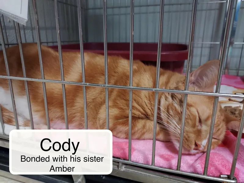 Cody and Amber thumbnail 2
