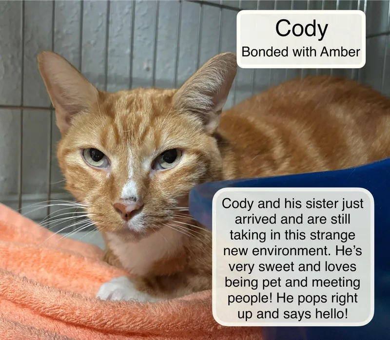 Cody and Amber thumbnail 3