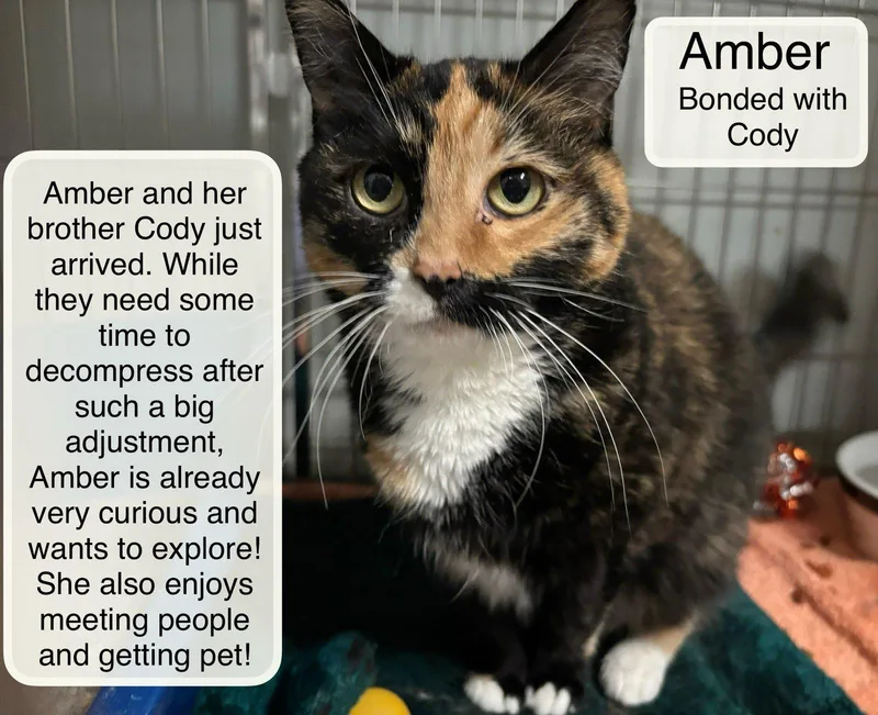 Cody and Amber thumbnail 4