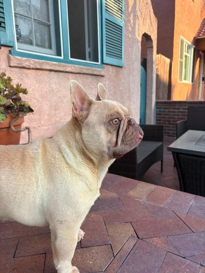 An adult medium-sized male French Bulldog dog named Zeke for adoption in CLAREMONT, CA