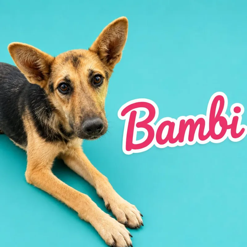 Bambi