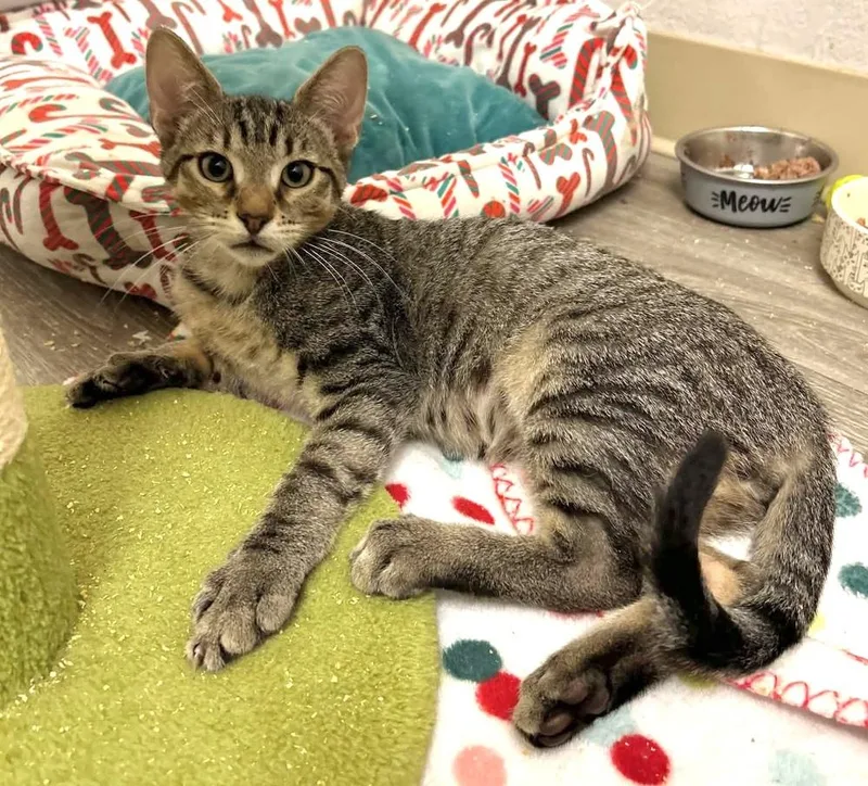A baby medium-sized male Tabby (Brown / Chocolate) Domestic Short Hair cat named Greenbean for adoption in tucson, AZ