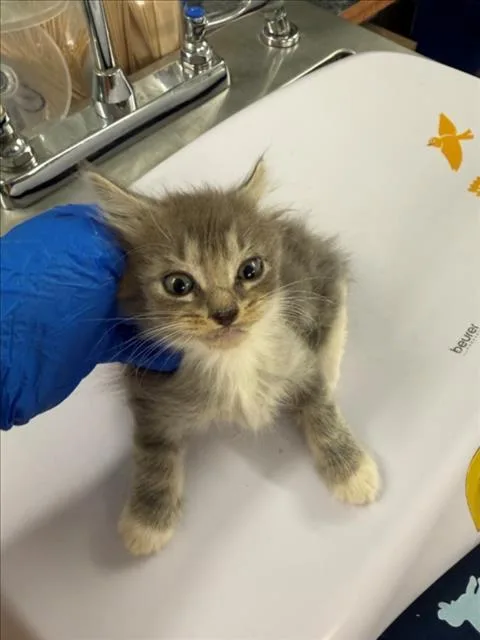 A baby small-sized female Gray / Blue / Silver Domestic Medium Hair cat named Bell for adoption in Woodland, CA
