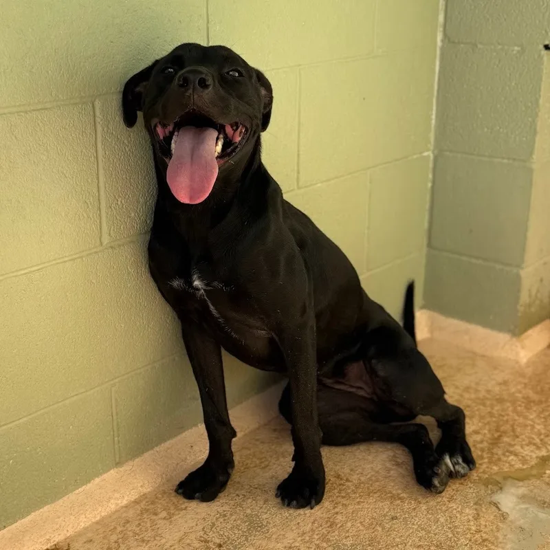 An adult medium-sized female Labrador Retriever dog named Lemon for adoption in El Paso, TX
