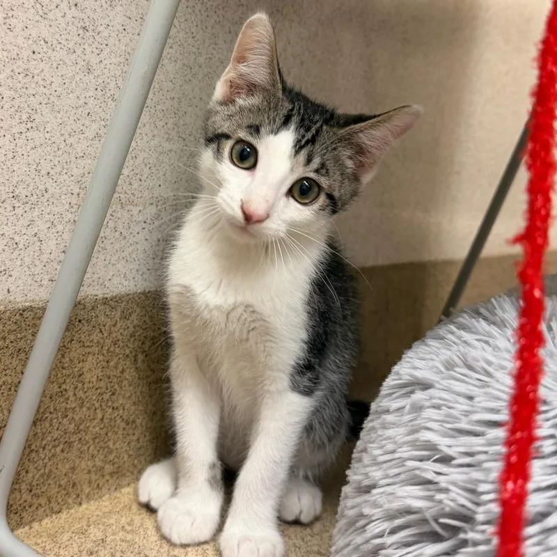 A baby small-sized male Brown / Chocolate Domestic Short Hair cat named Booker for adoption in Naperville, IL