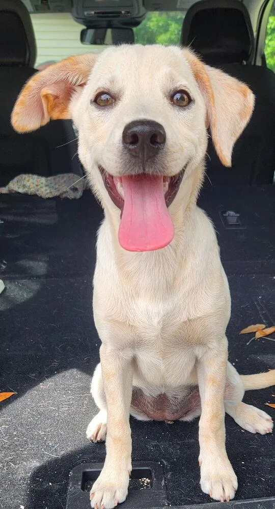 Rosie