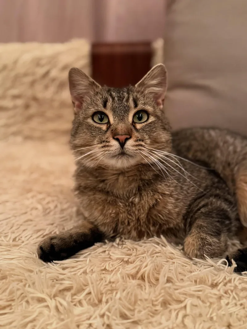 An adult medium-sized male Domestic Short Hair cat named Saint for adoption in Gaylordsville, CT