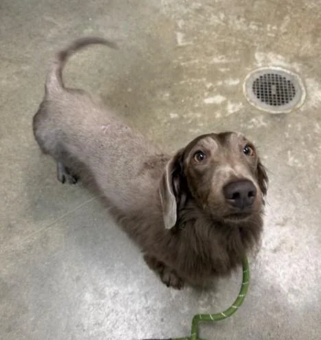 A young medium-sized male Dachshund dog named Zion for adoption in Leesburg, VA