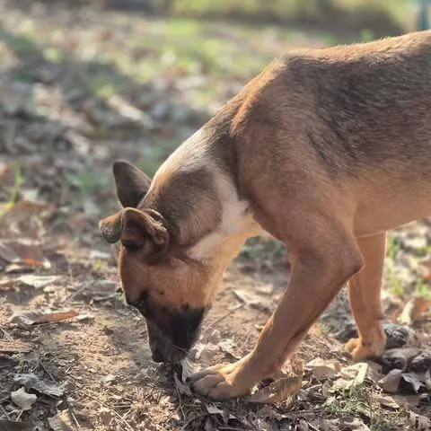 A young medium-sized female Cattle Dog dog named Fiddle for adoption in Dover, AR