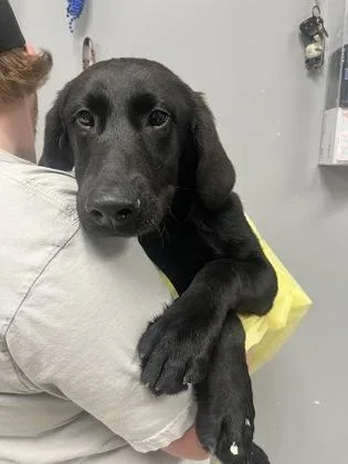 A young medium-sized male Labrador Retriever dog named Mushu for adoption in Gulfport, MS