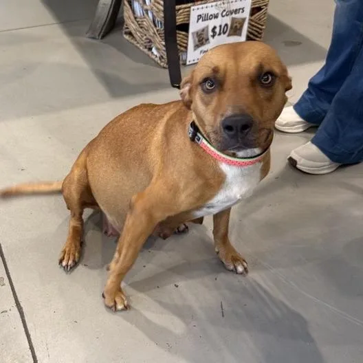 A young medium-sized female Brown / Chocolate Mixed Breed dog named Cookie for adoption in Freeport, FL