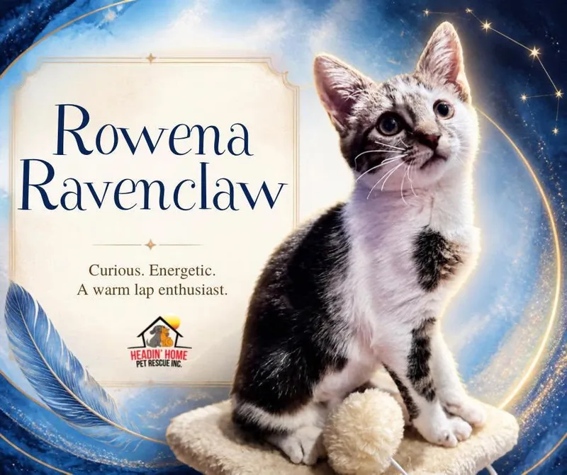 A baby small-sized female Brown / Chocolate Domestic Short Hair cat named Rowena Ravenclaw for adoption in Holland, MI