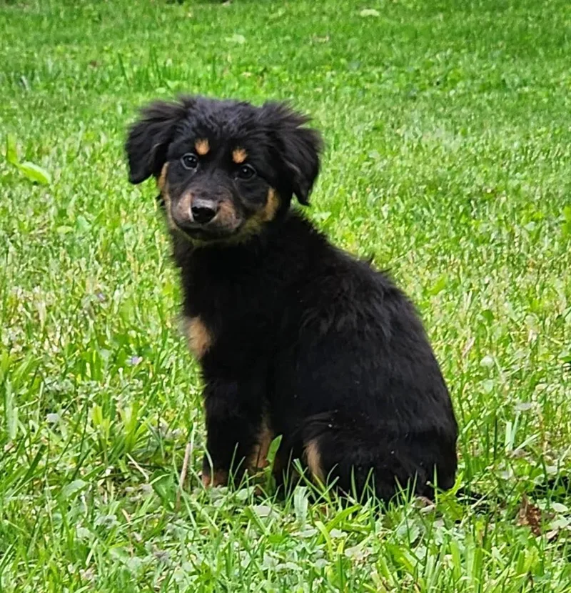 A baby medium-sized female Bicolor Australian Shepherd dog named Charlie for adoption in New Albany, OH
