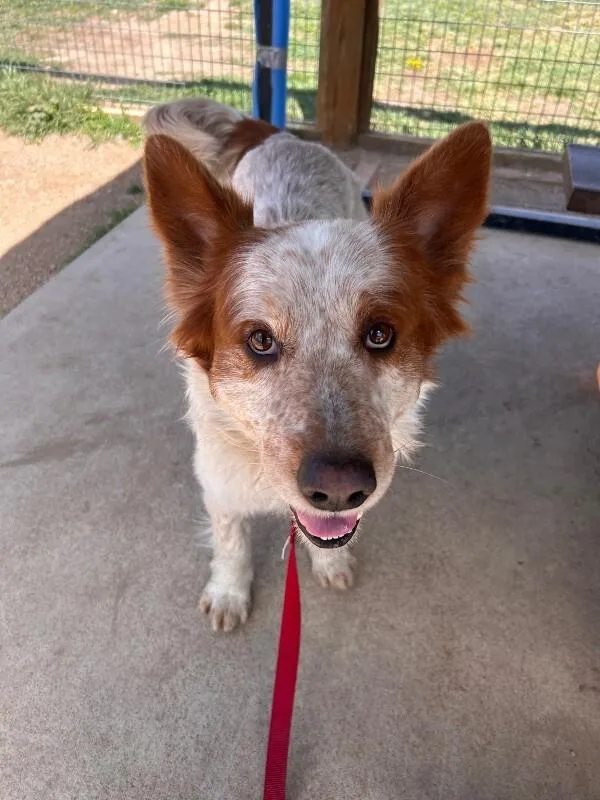 An adult medium-sized male Red / Chestnut / Orange Mixed Breed dog named Ferry for adoption in Fort Collins, CO