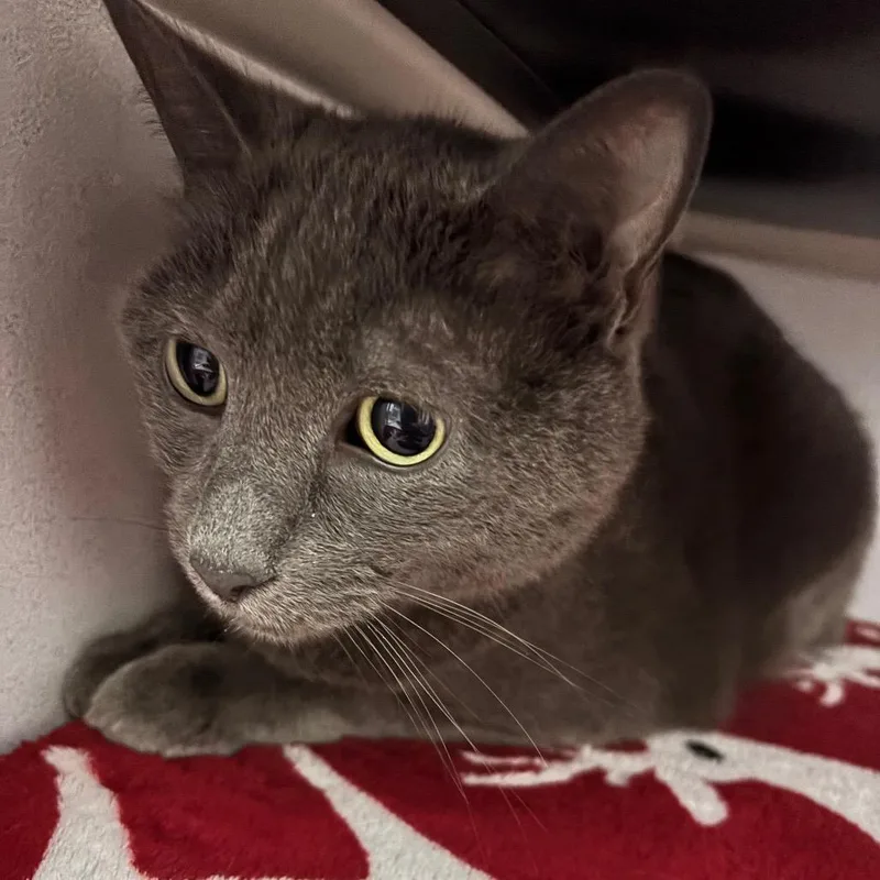 An adult large-sized female Gray / Blue / Silver Domestic Short Hair cat named Gale for adoption in Franklin, NC