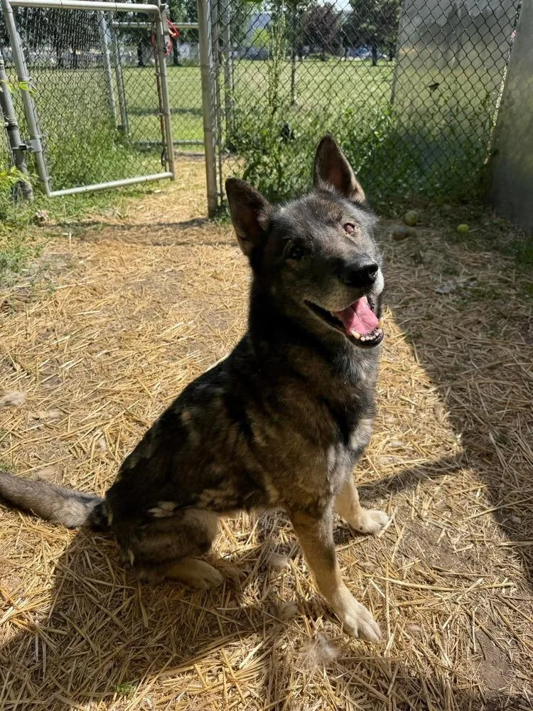 An adult large-sized male German Shepherd Dog dog named Zeus for adoption in Suamico, WI