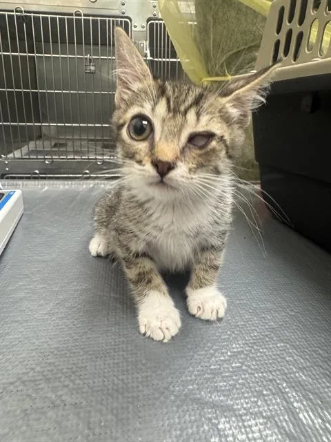 A baby small-sized male Domestic Short Hair cat named Pedro for adoption in Las Vegas, NV