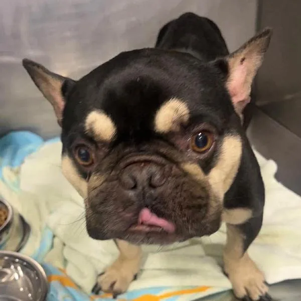 An adult small-sized male Black French Bulldog dog named Abbott for adoption in Saint John, IN