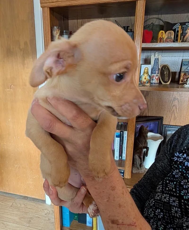 A baby small-sized male Brown / Chocolate Chihuahua dog named Charlie  Puppy for adoption in Albuquerque, NM